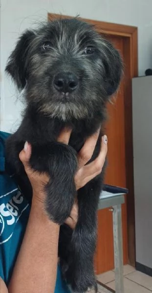 Libera bellissima cucciola barbutella 