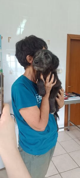 Libera bellissima cucciola barbutella  | Foto 0