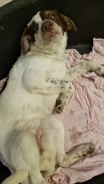 Pimpa cucciola visibile a Genova  | Foto 4