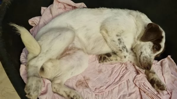Pimpa cucciola visibile a Genova  | Foto 1