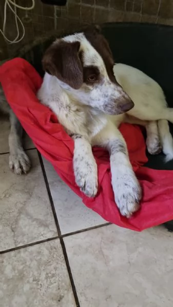 Pimpa cucciola visibile a Genova 