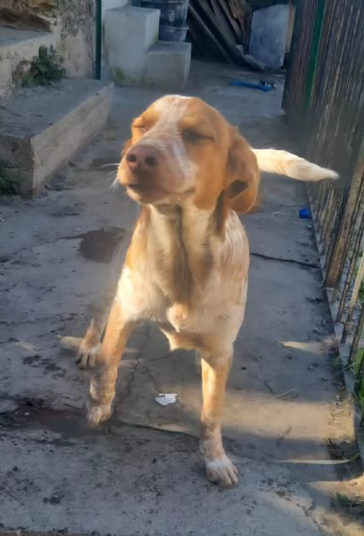 Bred cucciolo incrocio setter Breton  | Foto 0