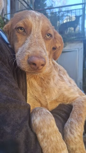Bred cucciolo incrocio setter Breton 