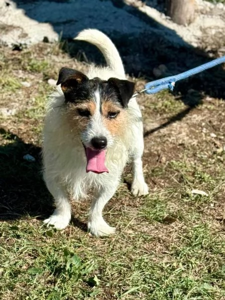 Amanti dei jack russel ecco Cody  | Foto 0