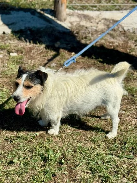 Amanti dei jack russel ecco Cody 