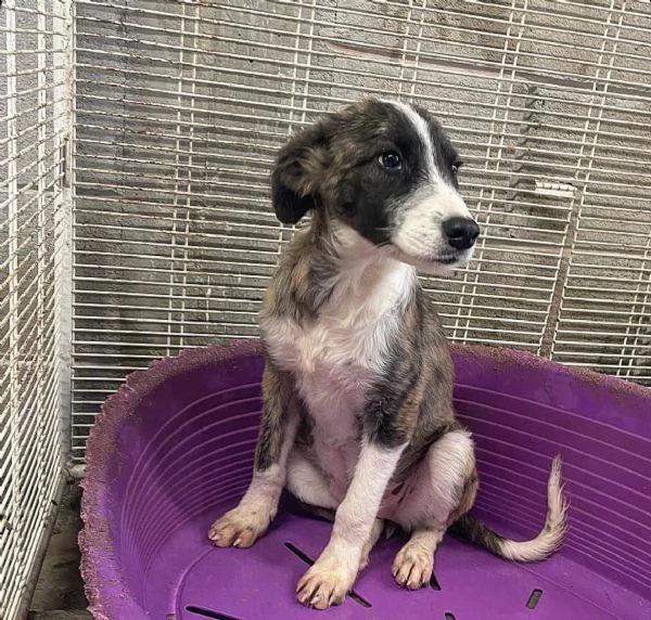 Daisy cucciolona in una gabbia piccola  | Foto 1