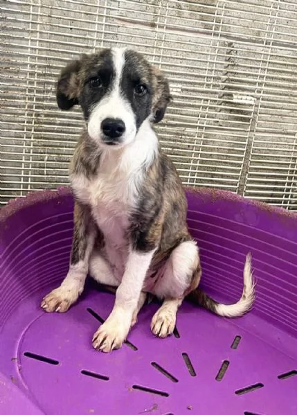 Daisy cucciolona in una gabbia piccola  | Foto 0