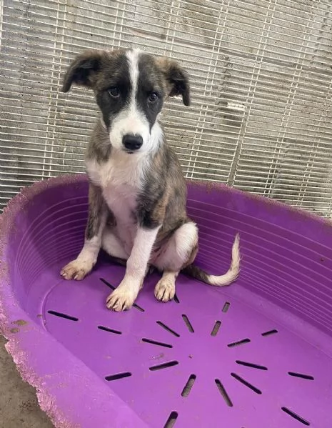 Daisy cucciolona in una gabbia piccola 
