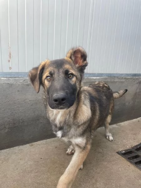 Aiutateci a trovare casa a Thiago  | Foto 1