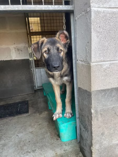 Aiutateci a trovare casa a Thiago  | Foto 0