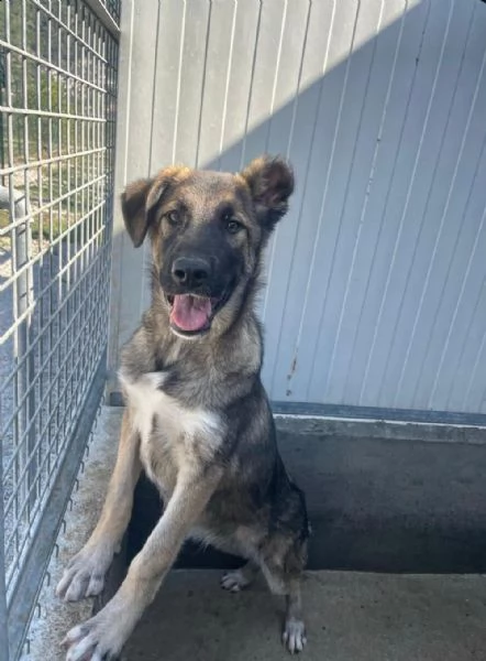Aiutateci a trovare casa a Thiago 