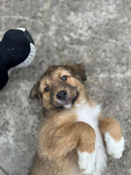 Pesca cucciola meravigliosa  | Foto 1