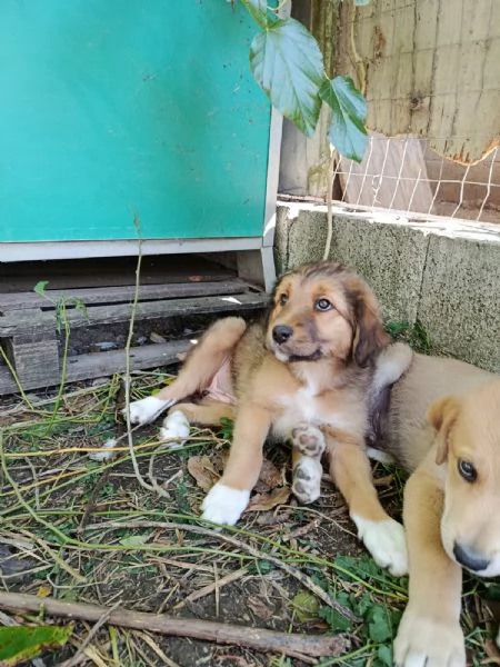 Pesca cucciola meravigliosa  | Foto 0