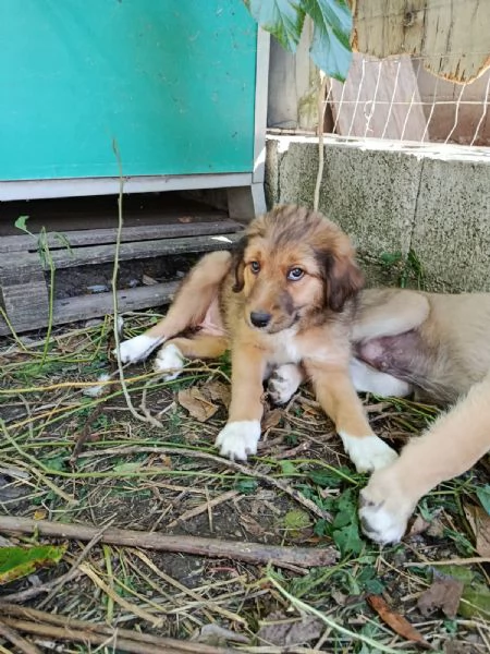 Pesca cucciola meravigliosa 