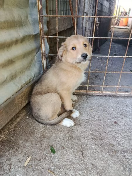 Ciliegia un orsetta adorabile  | Foto 1