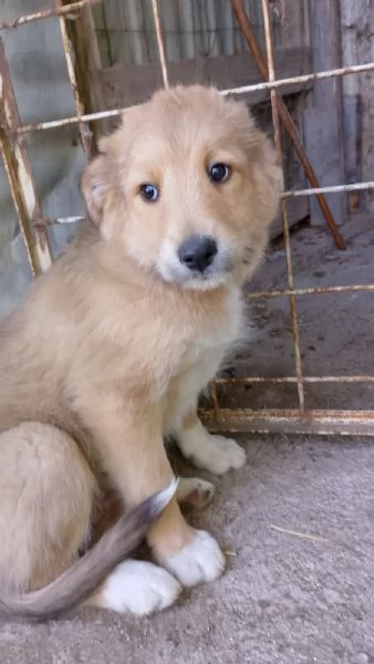 Ciliegia un orsetta adorabile  | Foto 0