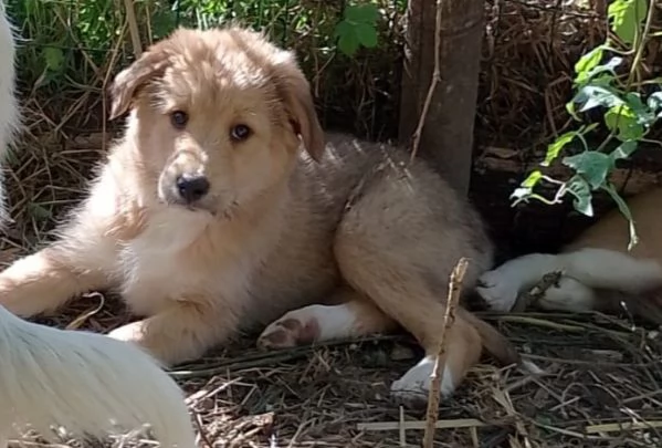 Ciliegia un orsetta adorabile 