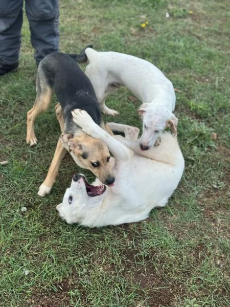 Spottydotty con le sue super orecchie  | Foto 3