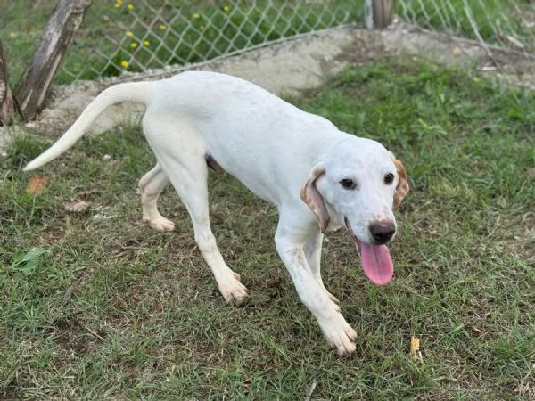 Spottydotty con le sue super orecchie  | Foto 1