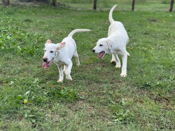 Spottydotty con le sue super orecchie  | Foto 0