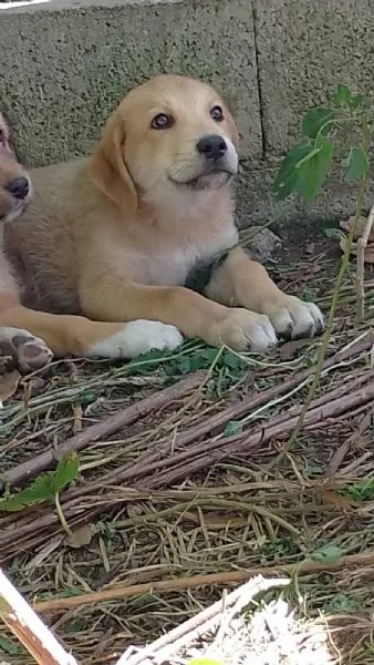 Mango adorabile maschietto  | Foto 1