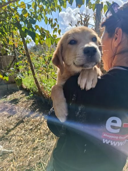 Mango adorabile maschietto  | Foto 0