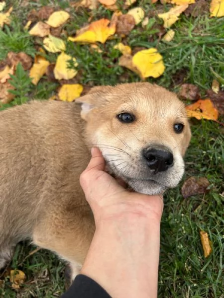 Mango adorabile maschietto 