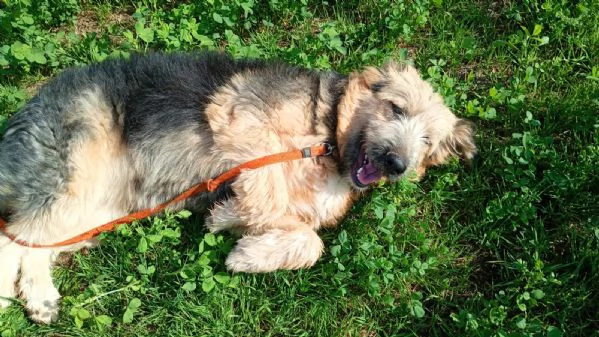 Maya cucciolona socievole e coccolona  | Foto 4