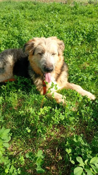 Maya cucciolona socievole e coccolona  | Foto 2