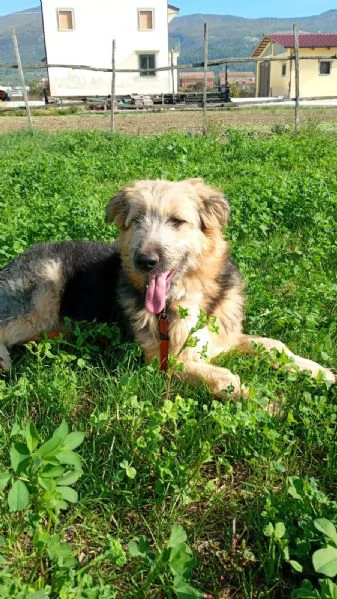 Maya cucciolona socievole e coccolona  | Foto 1