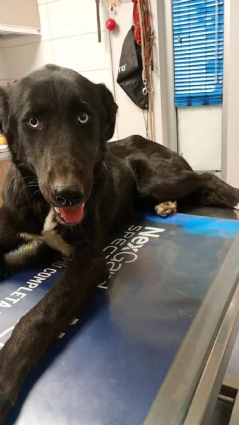 Ida splendida panterina vi aspetta in Liguria | Foto 2