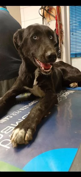 Ida splendida panterina vi aspetta in Liguria | Foto 0