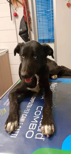 Ida splendida panterina vi aspetta in Liguria