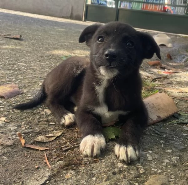 Gemma 3 kg di cucciola  | Foto 3