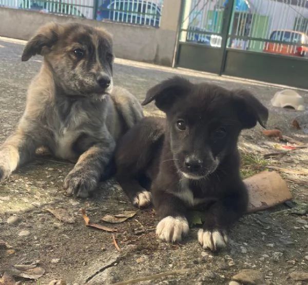 Gemma 3 kg di cucciola  | Foto 2