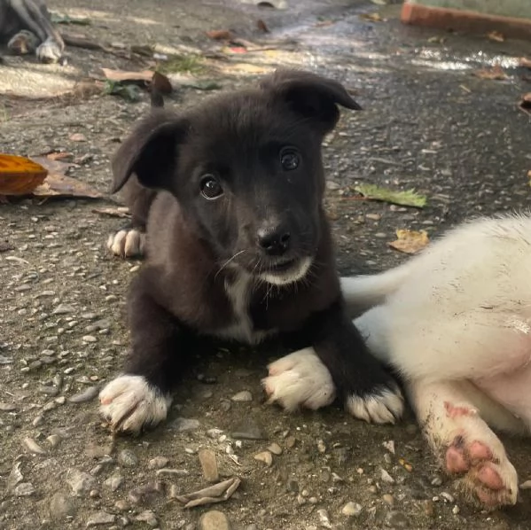 Gemma 3 kg di cucciola 