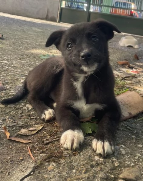 Gemma 3 kg di cucciola  | Foto 1