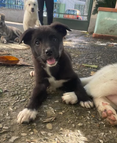 Gemma 3 kg di cucciola  | Foto 0