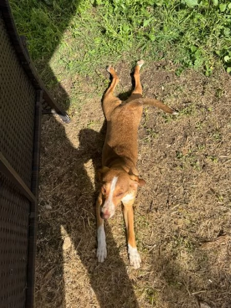 Pangolino merita una famiglia  | Foto 5