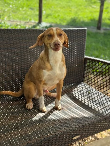 Pangolino merita una famiglia  | Foto 4