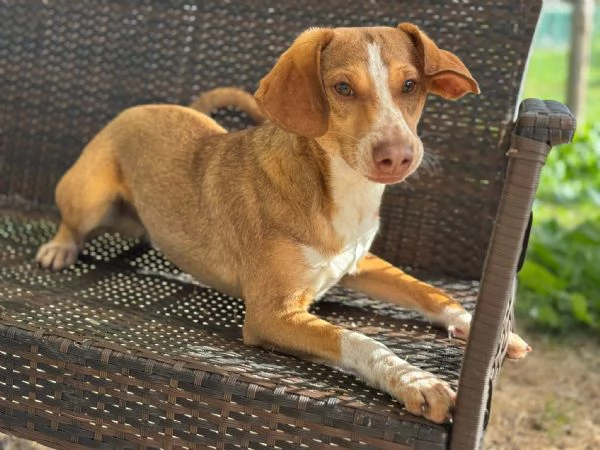 Pangolino merita una famiglia  | Foto 2