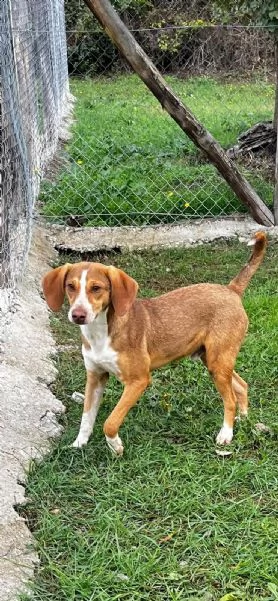 Pangolino merita una famiglia  | Foto 0