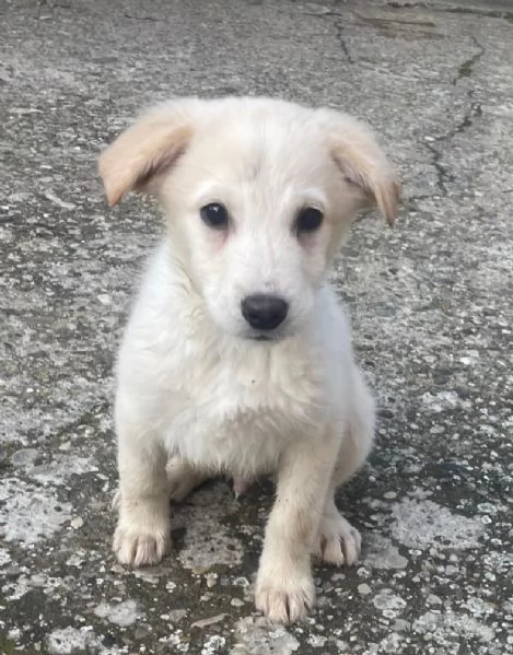 CREMINO cucciolo da mangiare di baci 