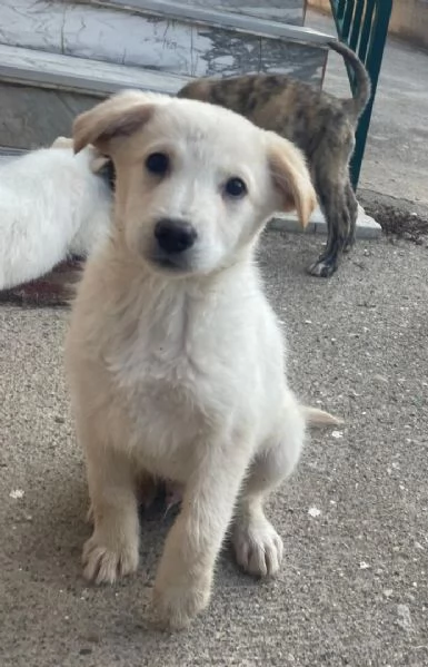 CREMINO cucciolo da mangiare di baci  | Foto 0