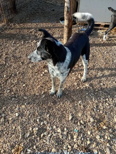 Jenny cucciolo di 10 mesi  | Foto 4