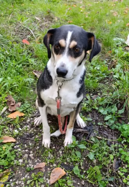 Maggie cagnolona fantastica che parla con gli occhi  | Foto 4