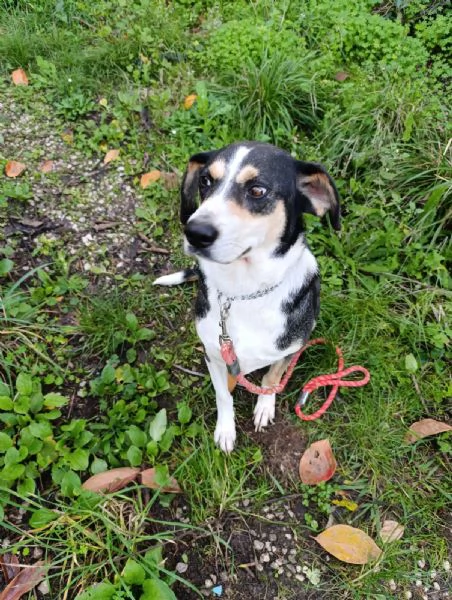 Maggie cagnolona fantastica che parla con gli occhi  | Foto 3