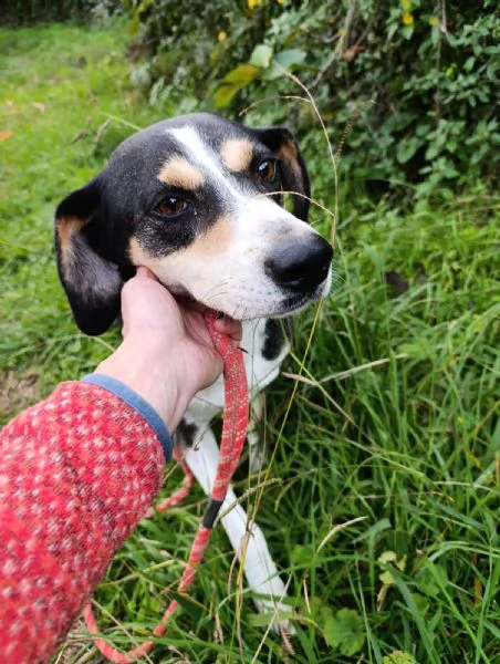 Maggie cagnolona fantastica che parla con gli occhi 