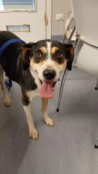 Maggie cagnolona fantastica che parla con gli occhi  | Foto 2