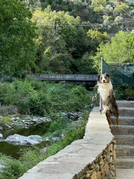 Kory bellissimo pastore australiano  | Foto 4